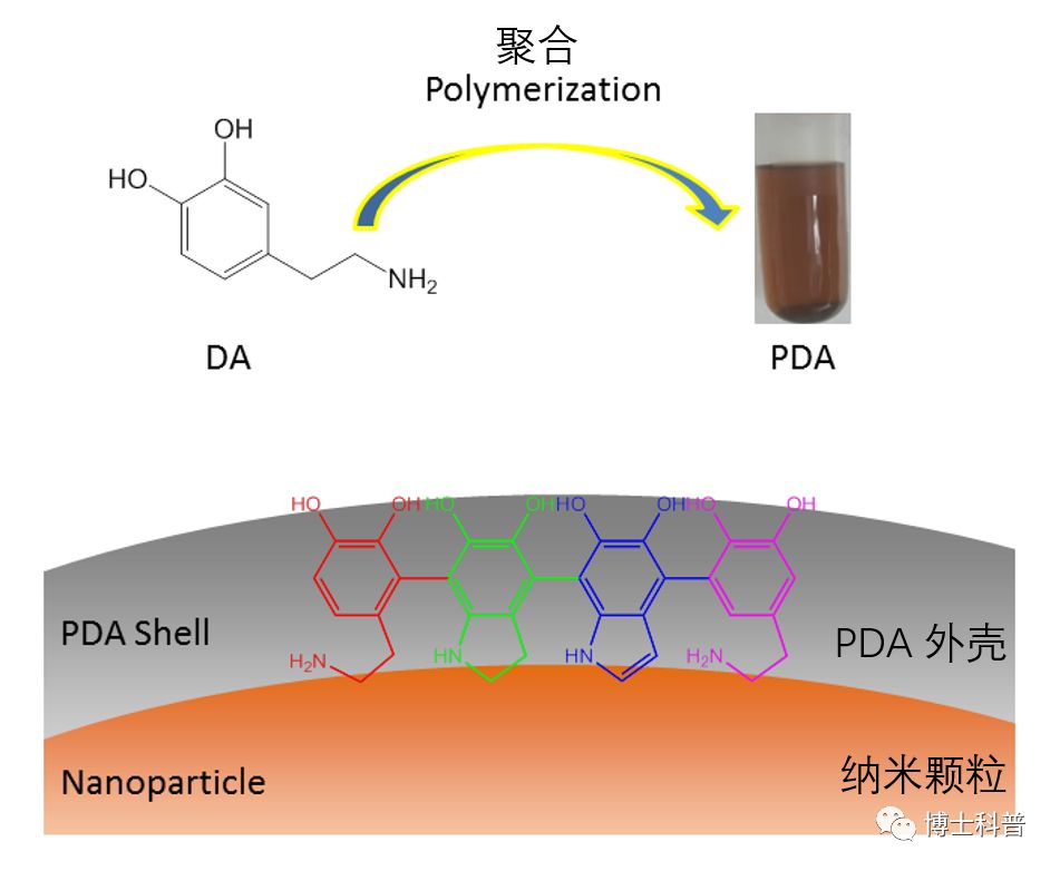 Figure 1: A schematic of DA self-polymerization into PDA and a local view of PDA coating a nanoparticle.